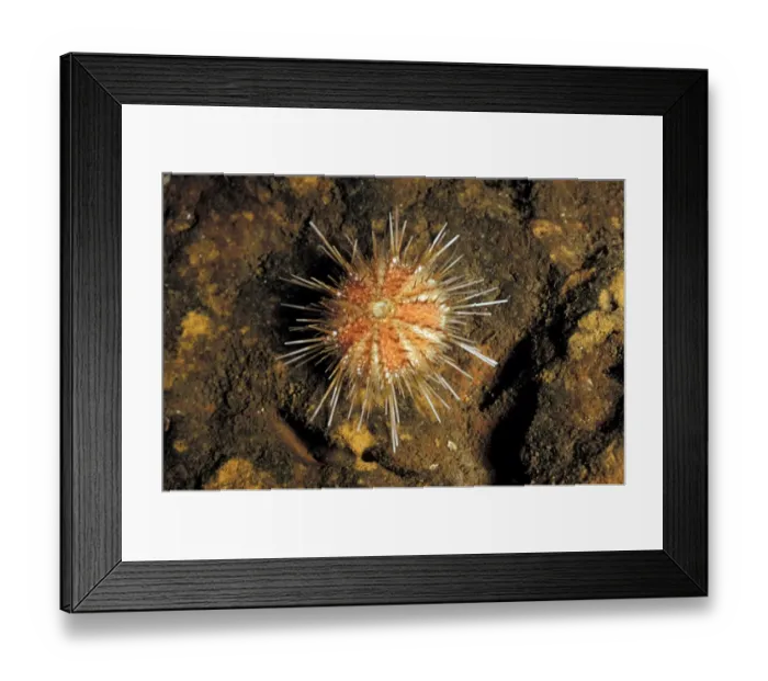 Framed Print : Urchin (Echinus alexandri) Deep water - 75 fathoms - Bay of Biscay Framed Print : Urchin (Echinus alexandri) Deep water - 75 fathoms - Bay of Biscay