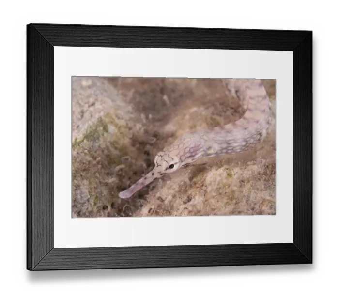 Framed Print : Reeftop Pipefish (Corythoichthys haematopterus) adult, close-up of head, on reef at night, Lembata Island Framed Print : Reeftop Pipefish (Corythoichthys haematopterus) adult, close-up of head, on reef at night, Lembata Island