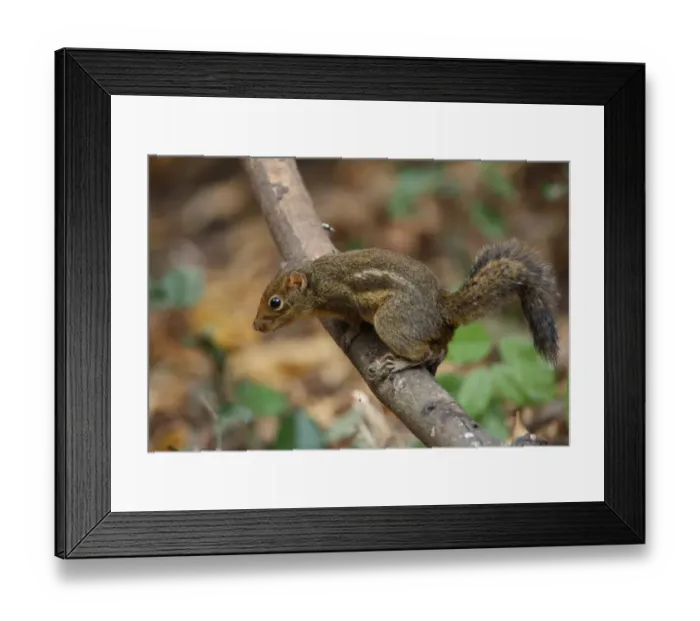 Framed Print : Indochinese Ground Squirrel (Menetes berdmorei) adult, climbing on branch, Kaeng Krachan N. P. Thailand, february