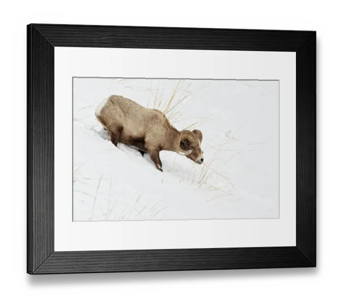 Framed Print : Bighorn Sheep (Ovis canadensis) adult male, feeding in deep snow, Yellowstone N. P. Wyoming, U. S. A. february Framed Print : Bighorn Sheep (Ovis canadensis) adult male, feeding in deep snow, Yellowstone N. P. Wyoming, U. S. A. february