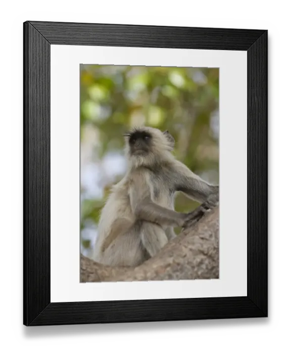 Framed Print : Southern Plains Grey Langur (Semnopithecus dussumieri) immature, sitting on branch, Ranthambore N. P. Rajasthan, India Framed Print : Southern Plains Grey Langur (Semnopithecus dussumieri) immature, sitting on branch, Ranthambore N. P. Rajasthan, India