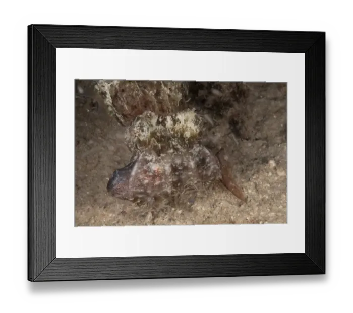 Framed Print : Broadclub Cuttlefish (Sepia latimanus) adult, feeding, with caught fish in tentacles, Mabul Island, Sabah, Borneo Framed Print : Broadclub Cuttlefish (Sepia latimanus) adult, feeding, with caught fish in tentacles, Mabul Island, Sabah, Borneo