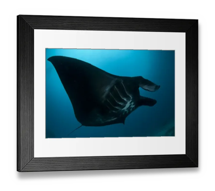 Framed Print : Manta Ray (Manta birostris) adult, feeding, swimming at edge of reef, Manta Sandy, Arborek, Dampier Straits Framed Print : Manta Ray (Manta birostris) adult, feeding, swimming at edge of reef, Manta Sandy, Arborek, Dampier Straits