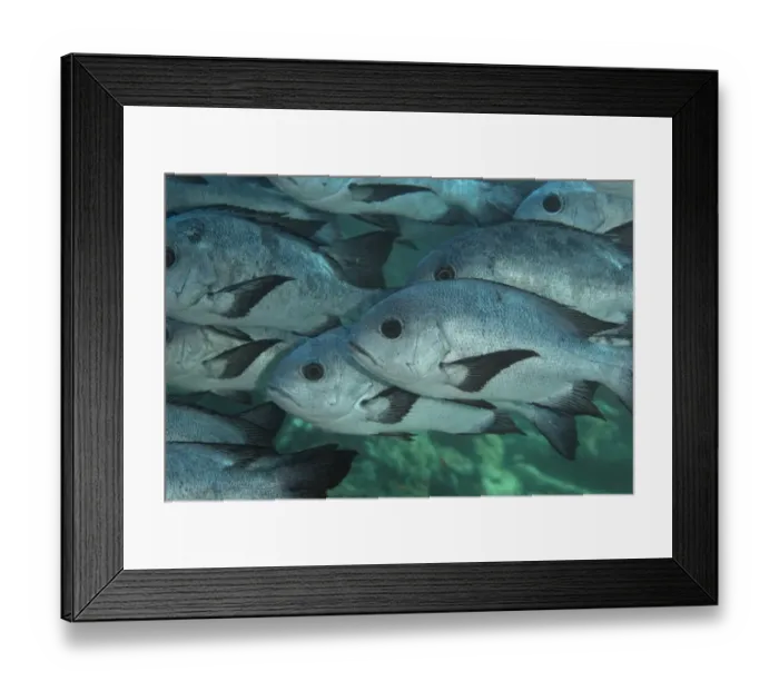 Framed Print : Black-and-white Snapper (Macolor niger) shoal, Sipadan Island, Sabah, Borneo, Malaysia