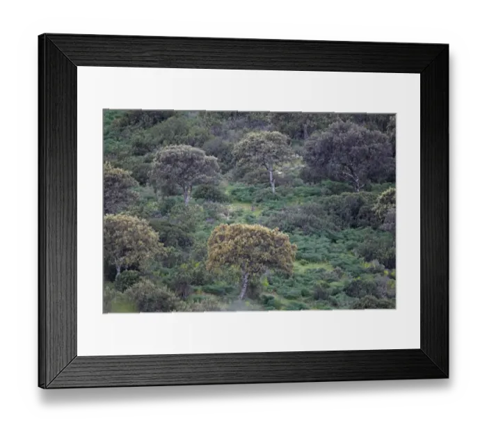 Framed Print : Iberian Lynx (Lynx pardinus) adult, sitting in dehesa habitat, Sierra de Andujar, Jaen, Andalucia, Spain, march Framed Print : Iberian Lynx (Lynx pardinus) adult, sitting in dehesa habitat, Sierra de Andujar, Jaen, Andalucia, Spain, march