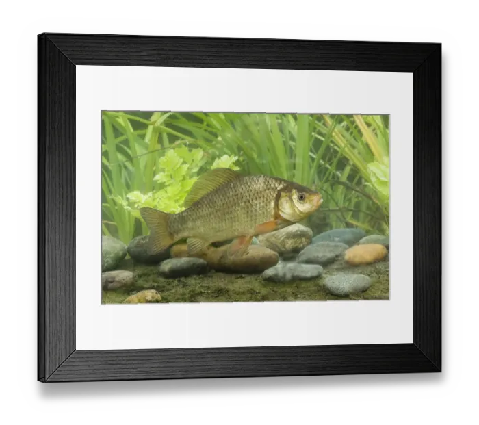Framed Print : Crucian Carp (Carassius carassius) adult, swimming, Sussex, England Framed Print : Crucian Carp (Carassius carassius) adult, swimming, Sussex, England