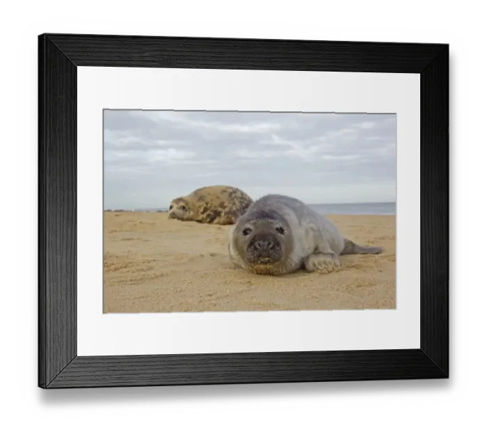 Framed Print : Grey Seal (Halichoerus grypus) pup, with dark coat, resting on sandy beach, with mother in background, Horsey, Norfolk Framed Print : Grey Seal (Halichoerus grypus) pup, with dark coat, resting on sandy beach, with mother in background, Horsey, Norfolk