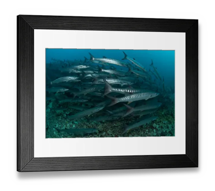 Framed Print : Blackfin Barracuda (Sphyraena qenie) shoal, Barracuda Point, Sipadan Island, Sabah, Borneo, Malaysia Framed Print : Blackfin Barracuda (Sphyraena qenie) shoal, Barracuda Point, Sipadan Island, Sabah, Borneo, Malaysia