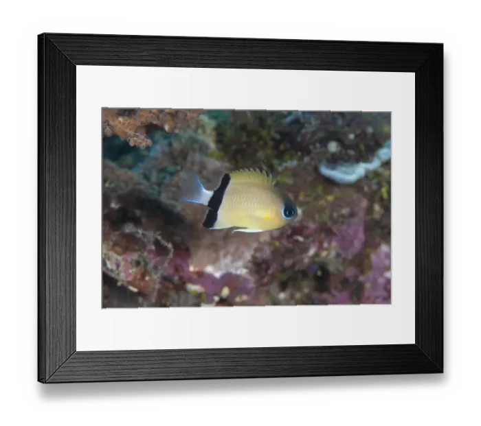 Framed Print : Blackbar Chromis (Chromis retrofasciata) adult, swimming in reef, Uhak Reef, Wetar Island, Barat Daya Islands