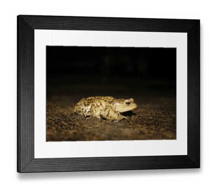 Framed Print : Common Toad (Bufo bufo) adult, foraging on garden patio after rainfall at night, Bacton, Suffolk, England, october Framed Print : Common Toad (Bufo bufo) adult, foraging on garden patio after rainfall at night, Bacton, Suffolk, England, october