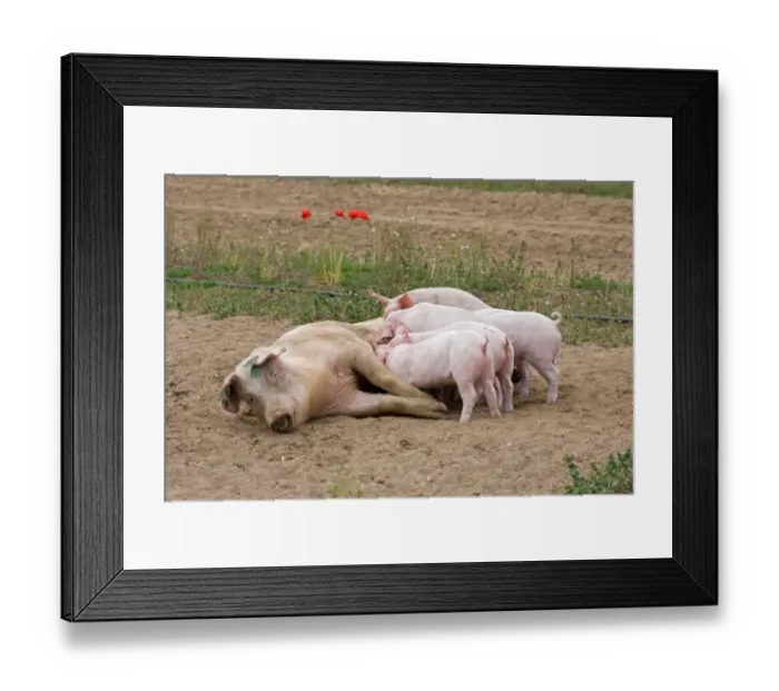 Framed Print : Domestic Pig, Large White x Landrace x Duroc, freerange sow with piglets, suckling, on outdoor unit, England, june