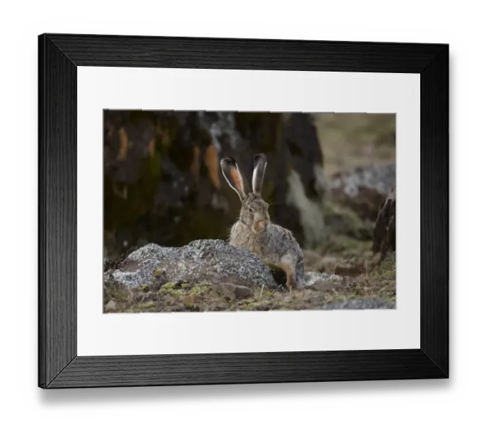 Framed Print : Starcks Hare (Lepus starcki) adult, sitting in afro-alpine moorland, Bale Mountains, Oromia, Ethiopia Framed Print : Starcks Hare (Lepus starcki) adult, sitting in afro-alpine moorland, Bale Mountains, Oromia, Ethiopia