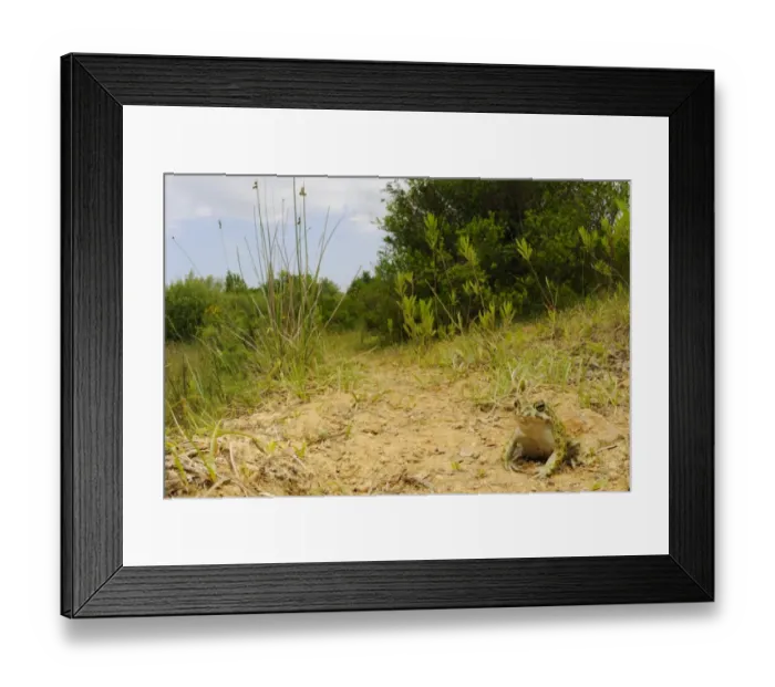 Framed Print : European Green Toad (Bufo viridis) adult, sitting in habitat, Italy, june Framed Print : European Green Toad (Bufo viridis) adult, sitting in habitat, Italy, june