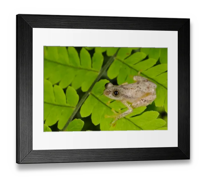 Framed Print : Liberian Banana Frog (Afrixalus laevis) adult, sitting on leaves in montane rainforest, Nyungwe Forest N. P Framed Print : Liberian Banana Frog (Afrixalus laevis) adult, sitting on leaves in montane rainforest, Nyungwe Forest N. P
