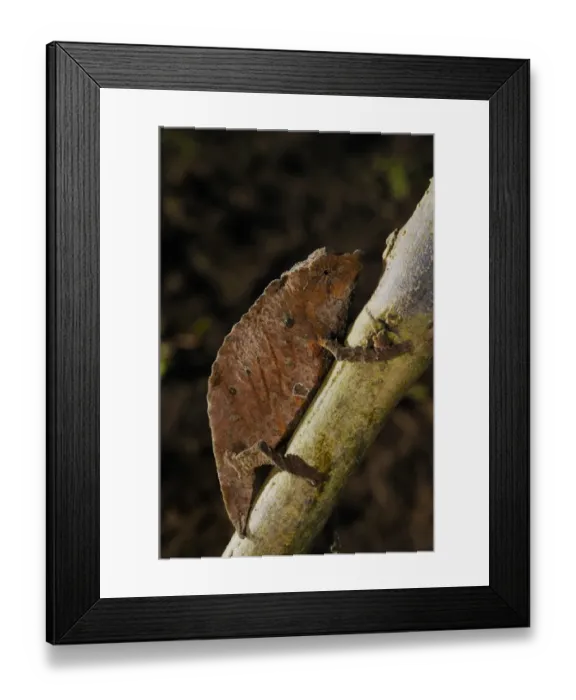 Framed Print : Boulengers Pygmy Chameleon (Rhampholeon boulengeri) adult, on branch in undergrowth of montane rainforest Framed Print : Boulengers Pygmy Chameleon (Rhampholeon boulengeri) adult, on branch in undergrowth of montane rainforest