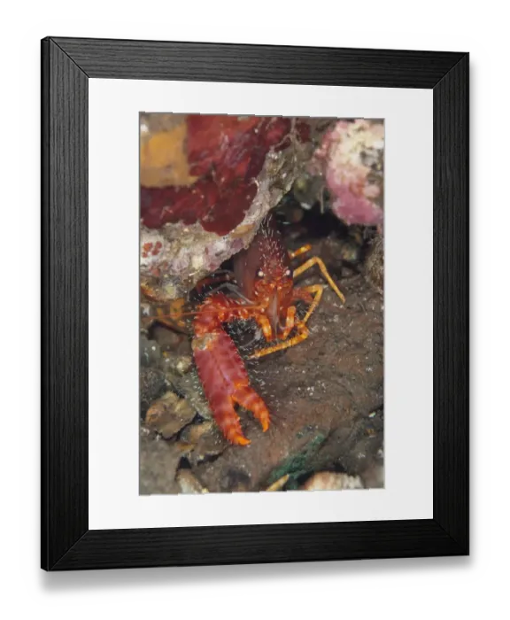 Framed Print : Red Reef Lobster (Enoplometopus occidentalis) adult, sheltering in reef at night, Bandaneira, near Ambon Island Framed Print : Red Reef Lobster (Enoplometopus occidentalis) adult, sheltering in reef at night, Bandaneira, near Ambon Island
