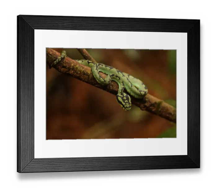 Framed Print : Sri Lankan Green Pit Viper (Trimeresurus trigonocephalus) adult, on low branch, Sinharaja Forest, Sri Lanka, december Framed Print : Sri Lankan Green Pit Viper (Trimeresurus trigonocephalus) adult, on low branch, Sinharaja Forest, Sri Lanka, december