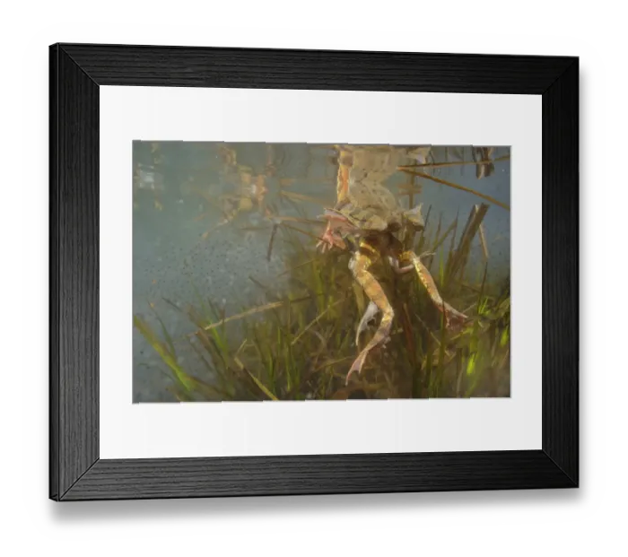 Framed Print : Common Frog (Rana temporaria) adult pairs, in amplexus, with spawn underwater in montane pool during breeding season Framed Print : Common Frog (Rana temporaria) adult pairs, in amplexus, with spawn underwater in montane pool during breeding season