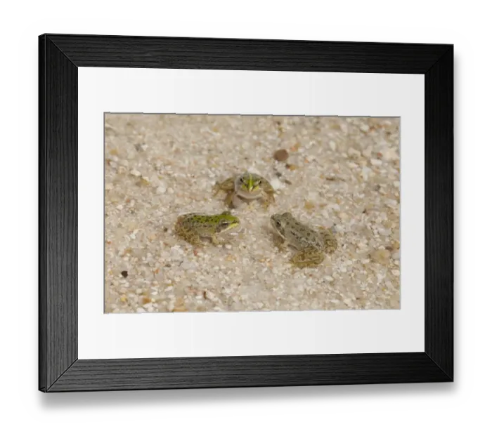 Framed Print : Iberian Marsh Frog (Rana perezi) three juveniles, facing each other in shallow water, Northern Spain, july