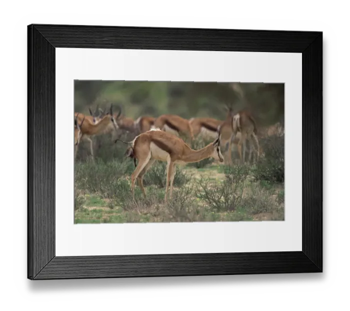 Framed Print : Springbok (Antidorcas marsupialis) adult female, giving birth to calf, standing near herd Framed Print : Springbok (Antidorcas marsupialis) adult female, giving birth to calf, standing near herd