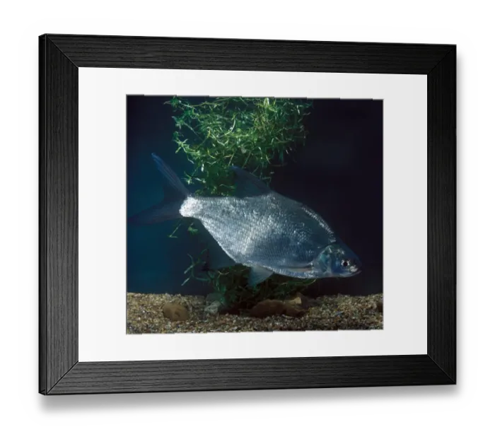 Framed Print : Fish - Common Bream (Abeamis brama)