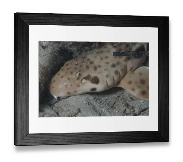 Framed Print : Indonesian Speckled Carpetshark (Hemiscyllium freycineti) adult, close-up of head, on seabed at night, Gam Island Framed Print : Indonesian Speckled Carpetshark (Hemiscyllium freycineti) adult, close-up of head, on seabed at night, Gam Island