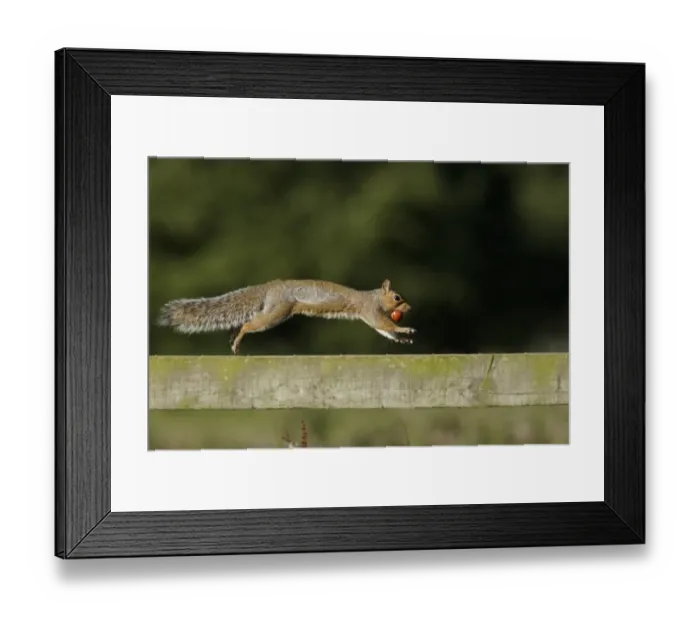 Framed Print : Eastern Grey Squirrel (Sciurus carolinensis) introduced species, adult, with Horse Chestnut (Aesculus hippocastanum) Framed Print : Eastern Grey Squirrel (Sciurus carolinensis) introduced species, adult, with Horse Chestnut (Aesculus hippocastanum)