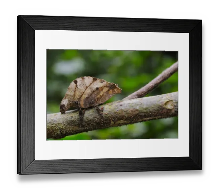 Framed Print : Boulengers Pygmy Chameleon (Rhampholeon boulengeri) adult, on branch in montane rainforest, Nyungwe Forest N. P. Rwanda Framed Print : Boulengers Pygmy Chameleon (Rhampholeon boulengeri) adult, on branch in montane rainforest, Nyungwe Forest N. P. Rwanda