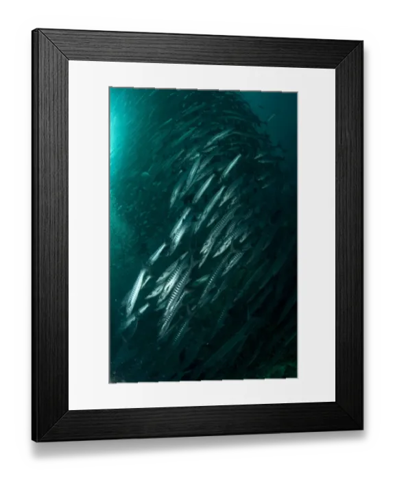 Framed Print : Blackfin Barracuda (Sphyraena qenie) shoal, forming tornado, Barracuda Point, Sipadan Island, Sabah, Borneo, Malaysia Framed Print : Blackfin Barracuda (Sphyraena qenie) shoal, forming tornado, Barracuda Point, Sipadan Island, Sabah, Borneo, Malaysia
