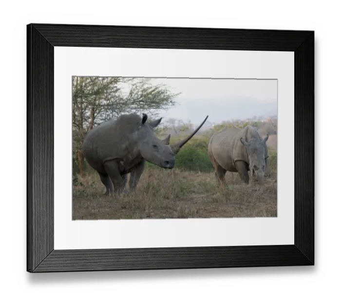 Framed Print : White Rhinoceros (Ceratotherium simum) two adults, one with exceptionally long horn, Hluhluwe-Umfolozi N. P Framed Print : White Rhinoceros (Ceratotherium simum) two adults, one with exceptionally long horn, Hluhluwe-Umfolozi N. P