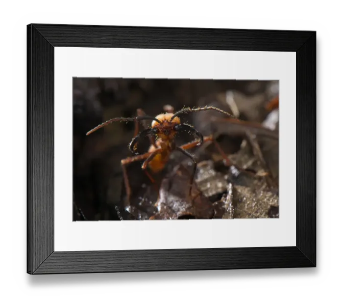 Framed Print : Army Ant (Eciton burchellii) adult soldier, standing on leaf litter, Los Amigos Biological Station, MAdre de Dios Framed Print : Army Ant (Eciton burchellii) adult soldier, standing on leaf litter, Los Amigos Biological Station, MAdre de Dios