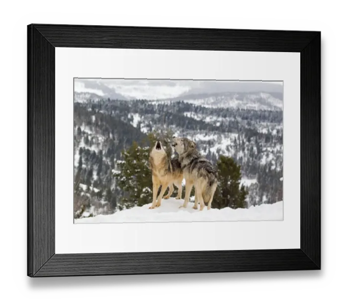 Framed Print : Grey Wolf (Canis lupus) adult pair, howling, standing in snow, Montana, U. S. A, january (captive)