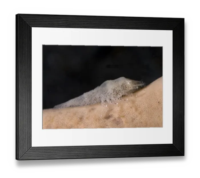 Framed Print : Cryptic Sponge Shrimp (Gelastocaris paronae) adult, resting on sponge, Lembeh Island, Sulawesi, Indonesia Framed Print : Cryptic Sponge Shrimp (Gelastocaris paronae) adult, resting on sponge, Lembeh Island, Sulawesi, Indonesia