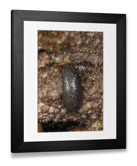 Framed Print : Celtic Seaslug (Onchidella celtica) adult, on rocky shore, Sandymouth Bay, Cornwall, England, october Framed Print : Celtic Seaslug (Onchidella celtica) adult, on rocky shore, Sandymouth Bay, Cornwall, England, october