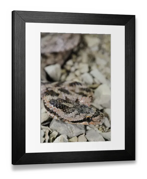 Framed Print : Southern Smooth Snake (Coronella girondica) adult, close-up of head, Italy, july Framed Print : Southern Smooth Snake (Coronella girondica) adult, close-up of head, Italy, july