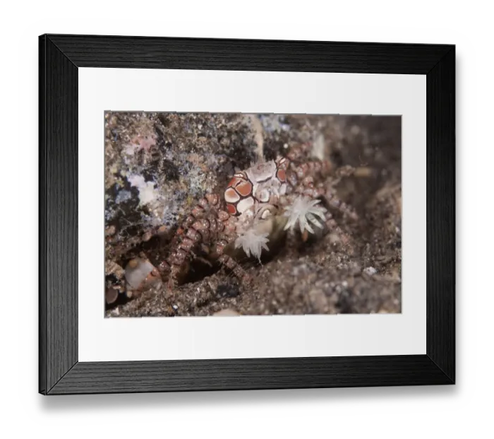 Framed Print : Pom-pom Crab (Lybia tesselata) adult, with anemones on claws for protection, Reta Island, Alor Archipelago Framed Print : Pom-pom Crab (Lybia tesselata) adult, with anemones on claws for protection, Reta Island, Alor Archipelago