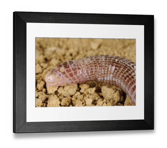 Framed Print : Iberian Worm Lizard (Blanus cinereus) adult, close-up of head, Spain, september Framed Print : Iberian Worm Lizard (Blanus cinereus) adult, close-up of head, Spain, september