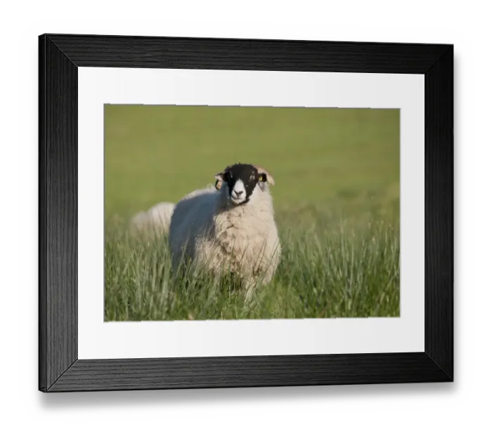 Framed Print : Domestic Sheep, Swaledale ewes, feeding amongst rushes in pasture, Whitewell, Lancashire, England, november Framed Print : Domestic Sheep, Swaledale ewes, feeding amongst rushes in pasture, Whitewell, Lancashire, England, november