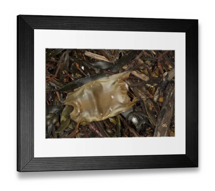 Framed Print : Small-eyed Ray (Raja microocellata) Mermaids Purse eggcase, washed up on beach strandline, Bude, Cornwall, England