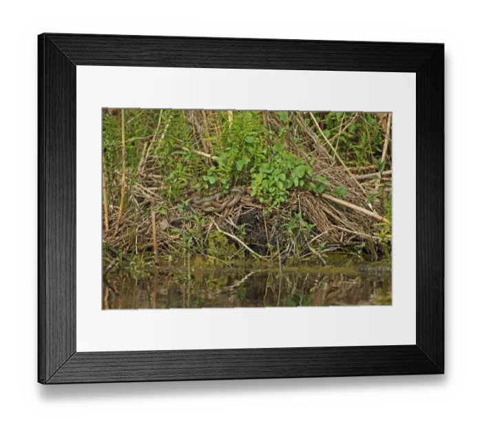 Framed Print : Grass Snake (Natrix natrix) two adults, on vegetation at edge of water, Tulcea, Danube Delta, Dobrogea, Romania, may