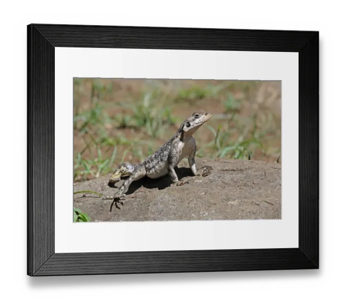 Framed Print : Rock Agama (Agama agama) adult female, standing on rock, with foot raised to keep cool, Masai Mara, Kenya Framed Print : Rock Agama (Agama agama) adult female, standing on rock, with foot raised to keep cool, Masai Mara, Kenya