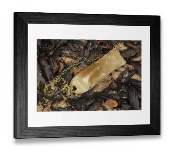 Framed Print : Lesser Spotted Dogfish (Scyliorhinus canicula) Mermaids Purse eggcase, washed up on beach, Cornwall, England, august