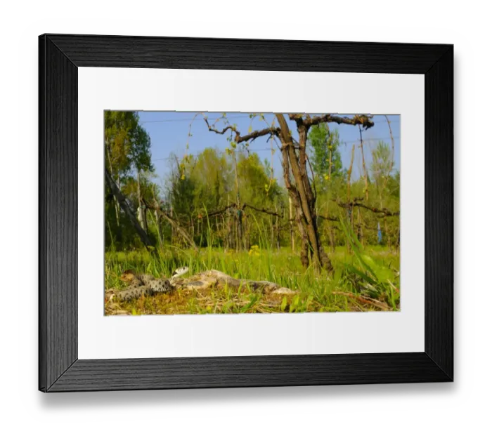 Framed Print : Grass Snake (Natrix natrix) adult, in cultivated habitat, Italy, april Framed Print : Grass Snake (Natrix natrix) adult, in cultivated habitat, Italy, april