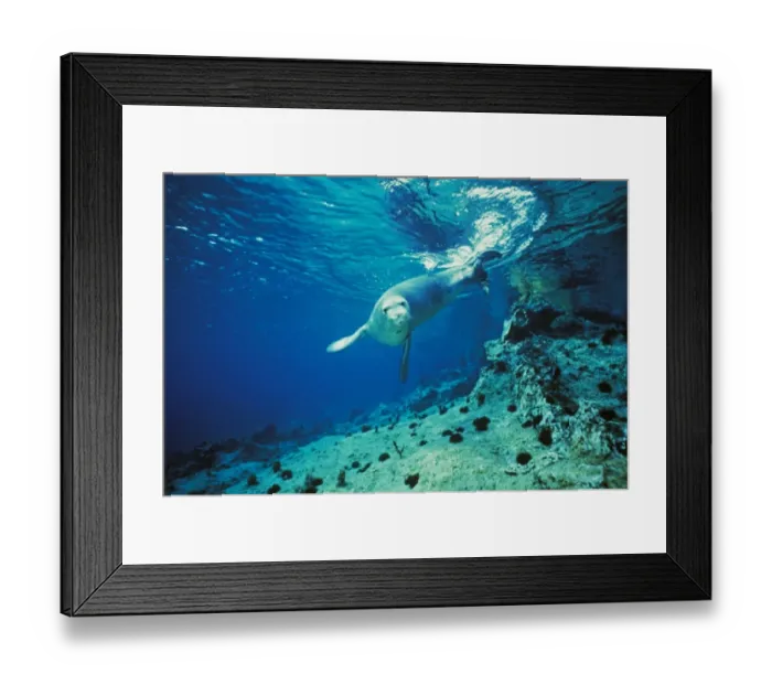 Framed Print : Mediterranean Monk Seal (Monachus monachus) adult, swimming underwater, Greece Framed Print : Mediterranean Monk Seal (Monachus monachus) adult, swimming underwater, Greece