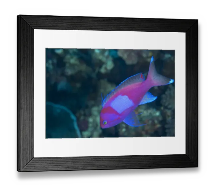 Framed Print : Squarespot Anthias (Pseudanthias pleurotaenia) adult, swimming in reef, Wetar Island, Barat Daya Islands Framed Print : Squarespot Anthias (Pseudanthias pleurotaenia) adult, swimming in reef, Wetar Island, Barat Daya Islands