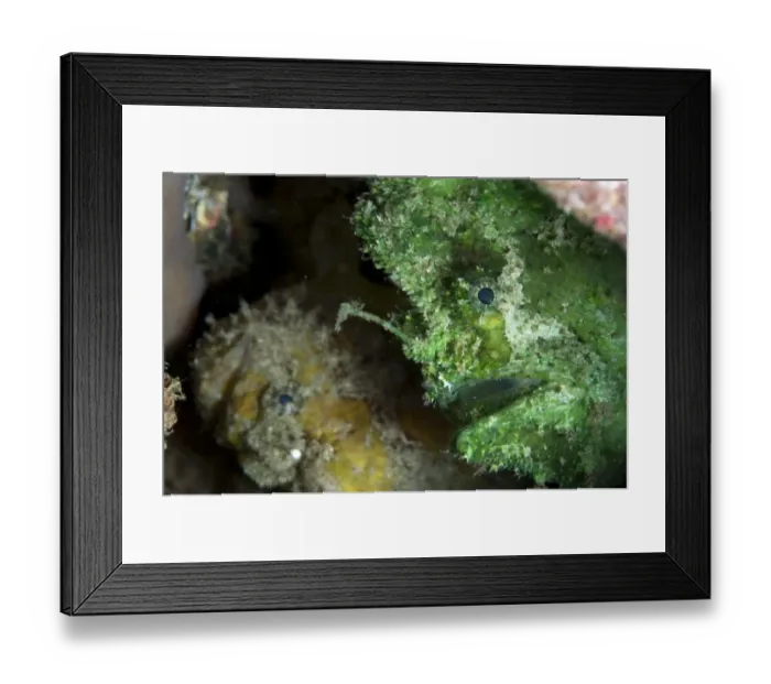 Framed Print : Spot-tail Frogfish (Lophiocharon trisignatus) two adults, close-up of head with lure, Waigeo Island, Raja Ampat Framed Print : Spot-tail Frogfish (Lophiocharon trisignatus) two adults, close-up of head with lure, Waigeo Island, Raja Ampat
