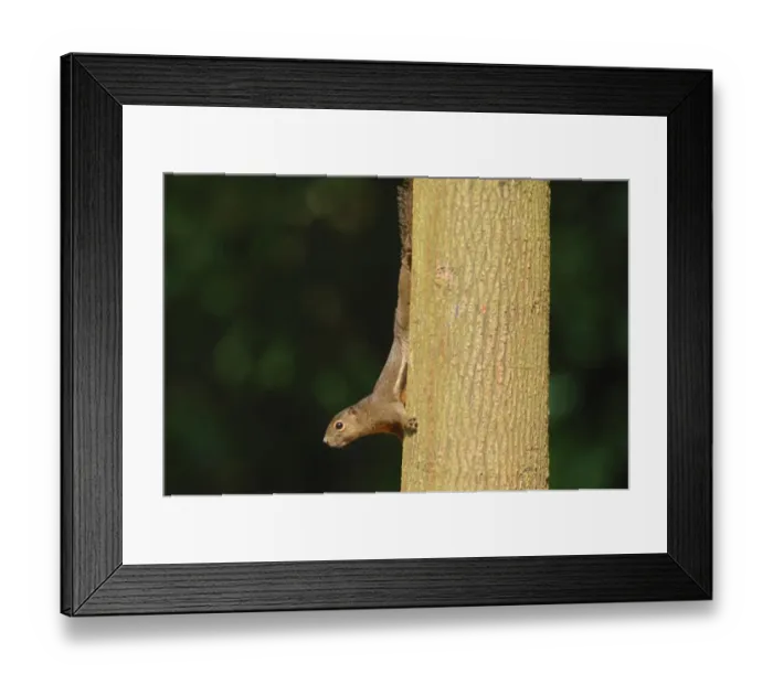 Framed Print : Plantain Squirrel (Callosciurus notatus) adult, decending tree trunk in park, Singapore, august Framed Print : Plantain Squirrel (Callosciurus notatus) adult, decending tree trunk in park, Singapore, august
