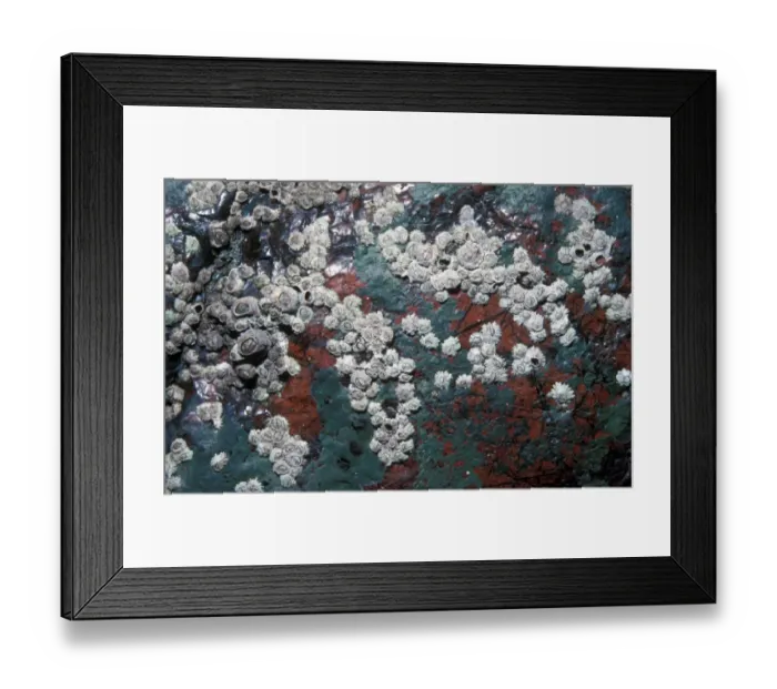 Framed Print : Barnacle (Chthamalus stellatus) Old & young on serpentine rock / Kynance Cove Framed Print : Barnacle (Chthamalus stellatus) Old & young on serpentine rock / Kynance Cove