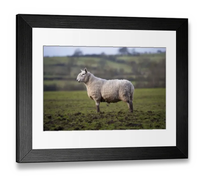 Framed Print : Domestic Sheep, North Country Cheviot ewe, standing in muddy pasture during rainfall, Cumbria, England, january