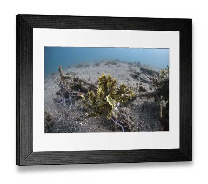 Framed Print : Weedy Scorpionfish (Rhinopias frondosa) adult, in habitat, Lembata Island, Solor Archipelago, Lesser Sunda Islands Framed Print : Weedy Scorpionfish (Rhinopias frondosa) adult, in habitat, Lembata Island, Solor Archipelago, Lesser Sunda Islands